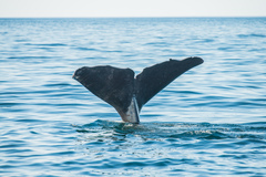 Physeter macrocephalus