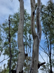 Corymbia tessellaris