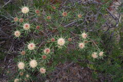 Banksia carlinoides