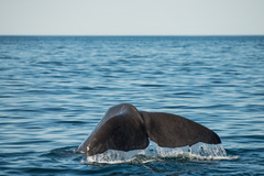 Physeter macrocephalus