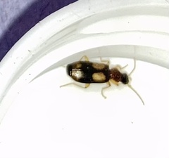 Dromius quadrimaculatus