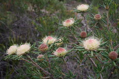 Banksia carlinoides