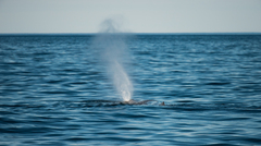 Physeter macrocephalus
