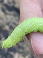 Smerinthus ocellata