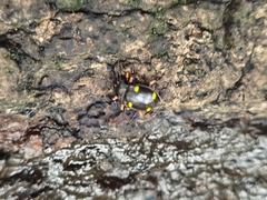 Eumorphus quadriguttatus