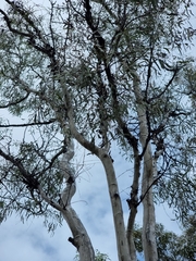 Corymbia tessellaris