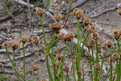 Lepidobolus quadratus