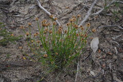Lepidobolus quadratus