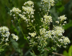 Lepidium draba