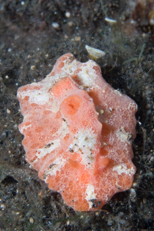 Sclerodoris tuberculata