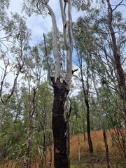 Corymbia tessellaris