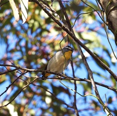 Pardalotus punctatus