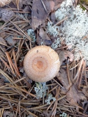 Lactarius torminosus