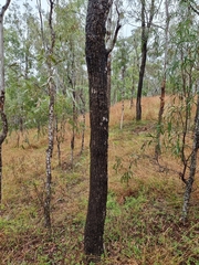 Corymbia tessellaris