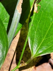 Smilax corbularia