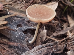 Pluteus romellii