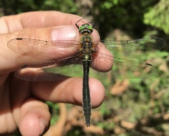 Cordulia aenea aenea