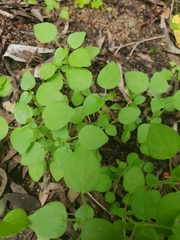 Parietaria debilis
