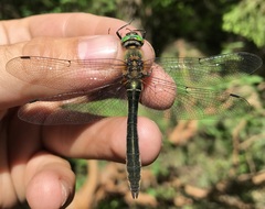 Cordulia aenea aenea