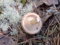 Lactarius torminosus