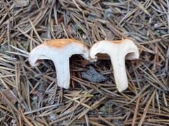 Lactarius torminosus