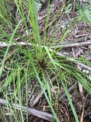 Cordyline pumilio