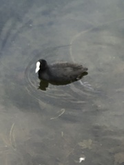 Fulica atra australis