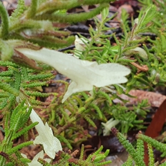 Chloanthes stoechadis