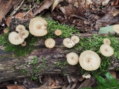 Lentinus arcularius