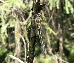 Cordulia aenea aenea