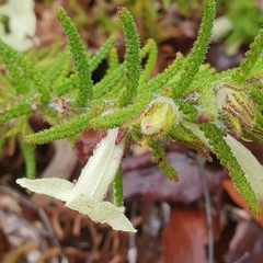 Chloanthes stoechadis