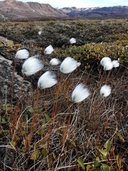 Eriophorum scheuchzeri