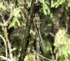 Cordulia aenea aenea