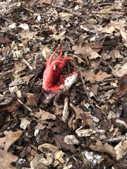 Clathrus archeri