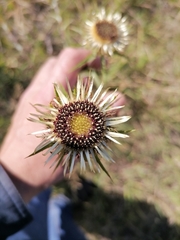 Carlina biebersteinii