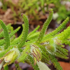 Chloanthes stoechadis