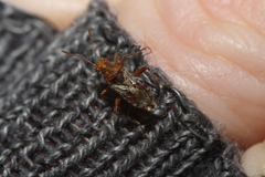 Rhopalus parumpunctatus