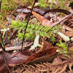 Chloanthes stoechadis