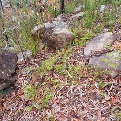 Chloanthes stoechadis