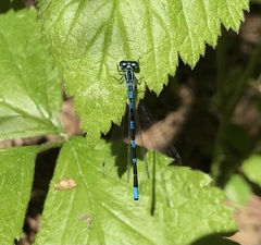 Coenagrion johanssoni