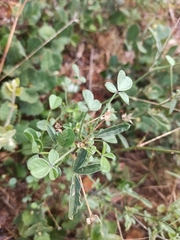 Bituminaria bituminosa