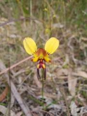 Diuris orientis