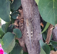 Anacridium aegyptium