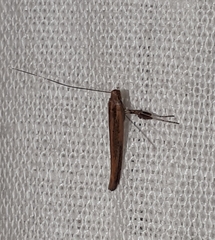Caloptilia