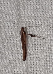 Caloptilia