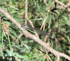 Coenagrion johanssoni