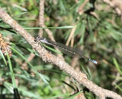 Coenagrion johanssoni
