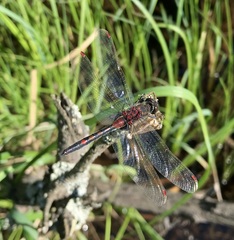 Leucorrhinia rubicunda