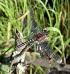 Leucorrhinia rubicunda
