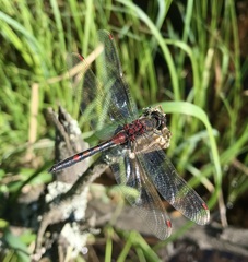 Leucorrhinia rubicunda